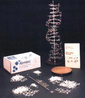 Deluxe DNA Model with Paint