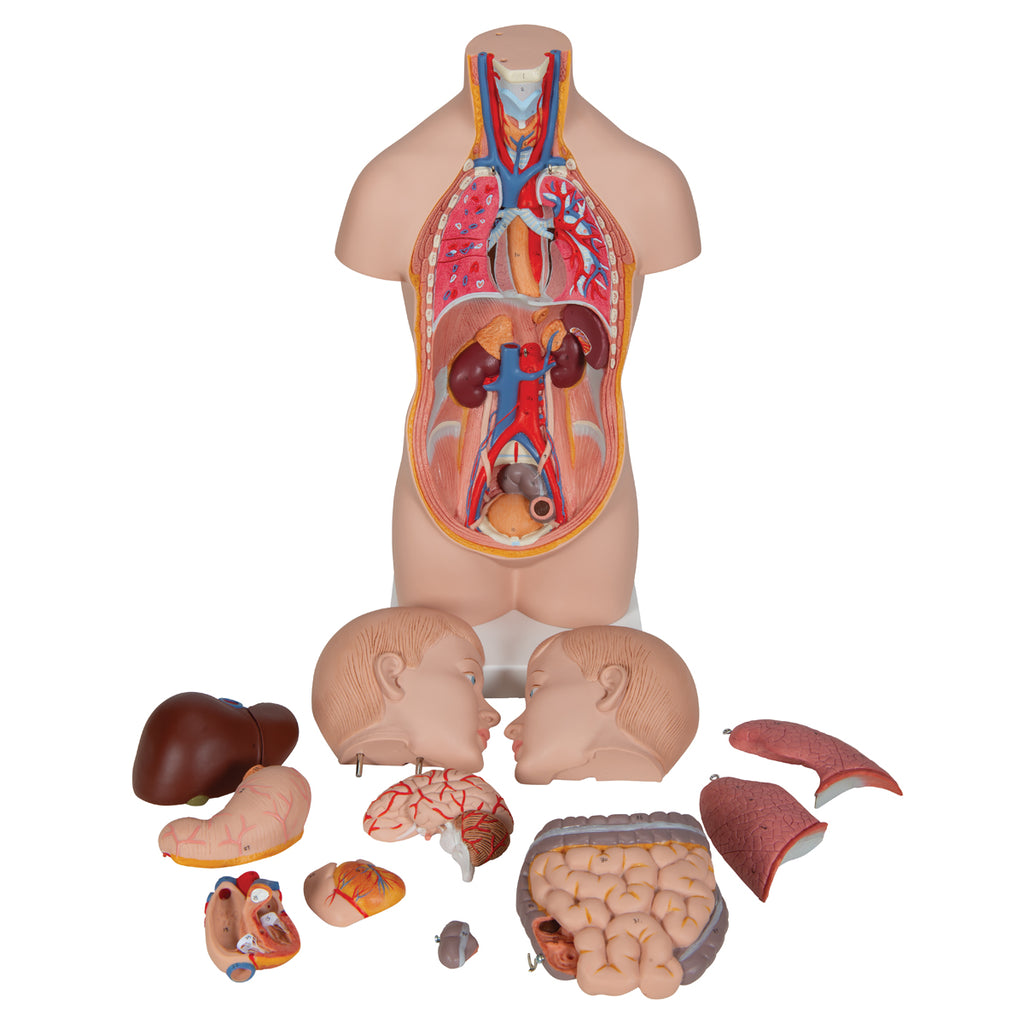 Human Mini Torso Model w- Detachable Head