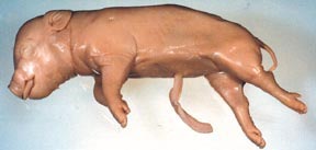 Fetal Pig (11"-13")