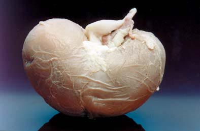 Sheep Kidney