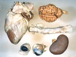 Mammalian Specimen Set