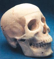 Human Skull Model