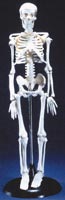 Tiny Tim Skeleton