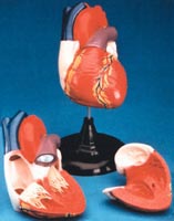 Jumbo Heart Model