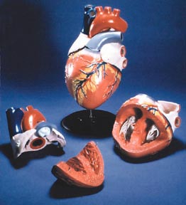 Life-Sized Heart Model