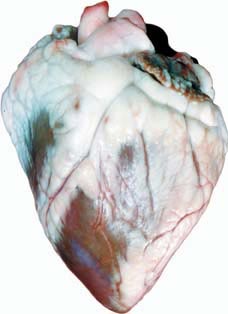 Sheep Hearts - Pack of 10