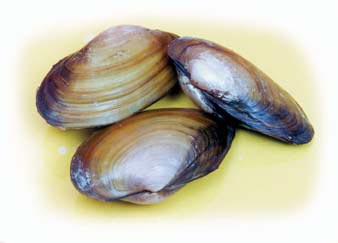 Clam Specimen (4"-5") - Pack of 10