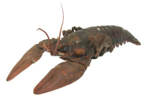 Crayfish (4"-6") - Pack of 10