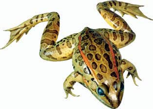 Grassfrog (4"-5") - Pack of 10