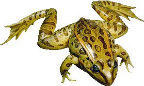 Grassfrog (3"-4")