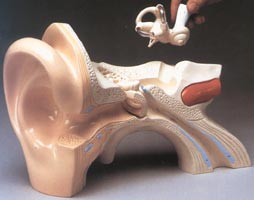 Giant Hands-On Ear