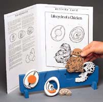 Bookplus Model - Lifecycle of a Chicken