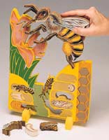 Bookplus Model - Lifecycle of a Bee