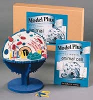 Animal Cell Model