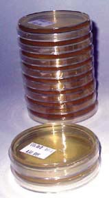 Nutrient Agar Plates - Set of 10