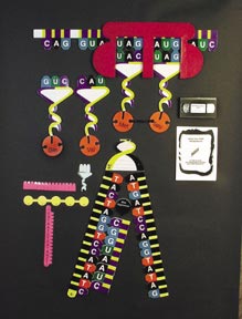 Protein Synthesis Manipulatives Kit