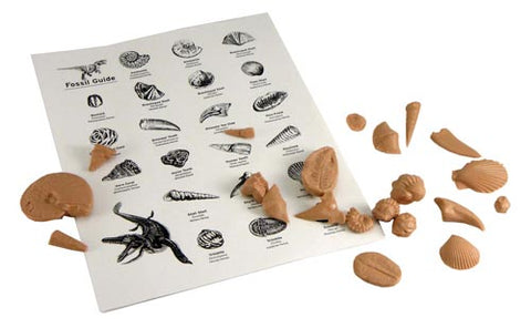 Fossil Kit