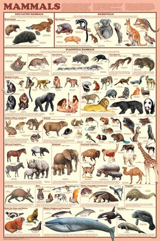 Mammals Poster