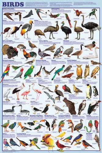 Birds Poster