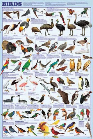 Birds Poster