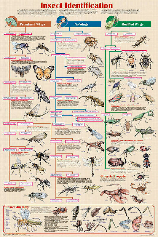 Insects Identification Poster