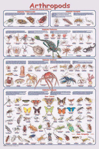 Arthropods Poster