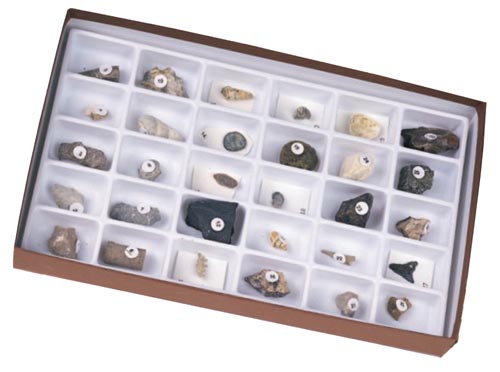 Advanced Fossil Collection