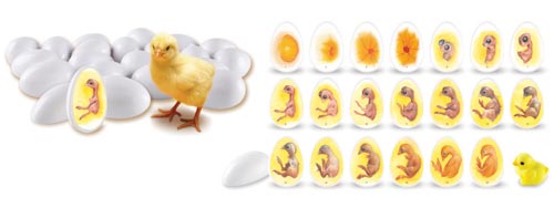 Chick Life Cycle Exploration Set