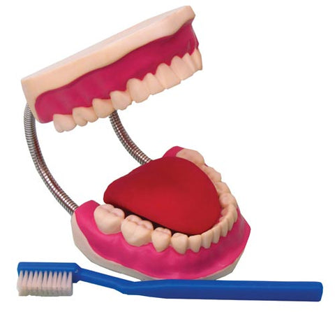 Dental Care Model