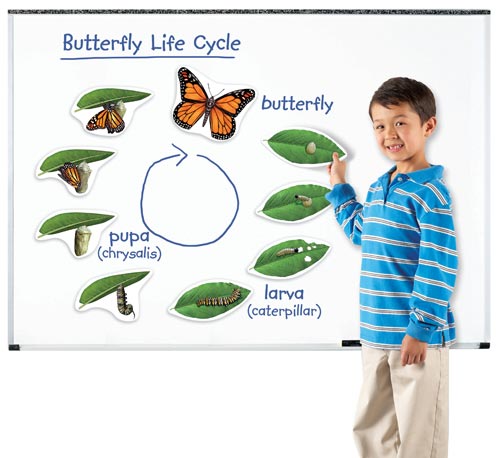 Giant Magnetic Butterfly Life Cycles