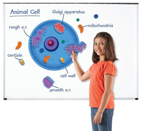 Magnetic Animal Cells