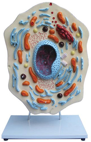 Animal Cell Model