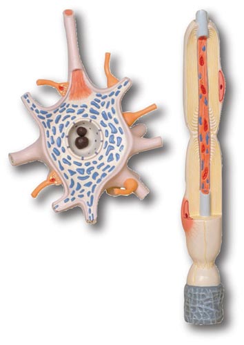 Neuron, 2 Parts Model